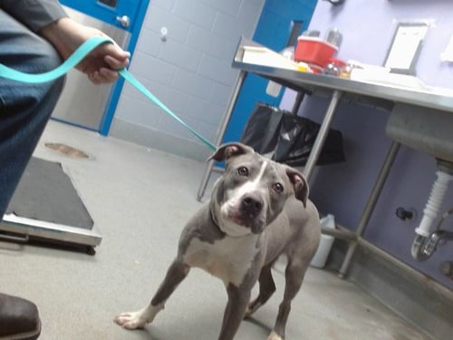 EASTER - American Pit Bull Terrier available for adoption