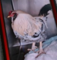 CRAZY CHICKEN - Photo 1