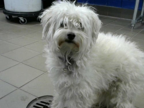 MILO - Maltese available for adoption