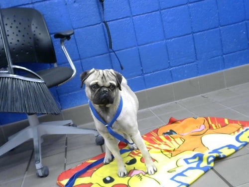 HERO - Pug available for adoption