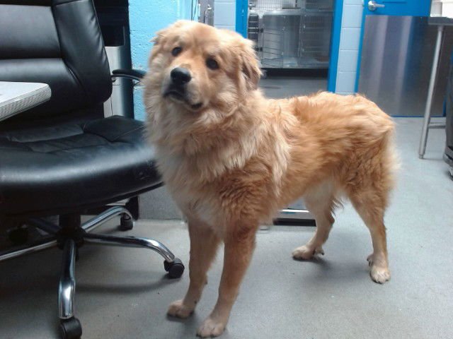 TEDDY - Great Pyrenees available for adoption