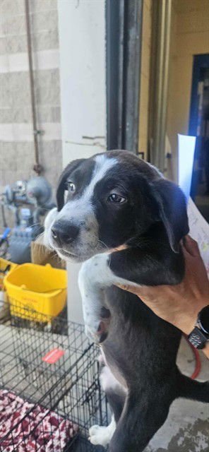 BONES - Australian Cattle Dog/Blue Heeler available for adoption