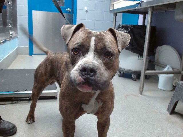 STEVE - American Pit Bull Terrier available for adoption