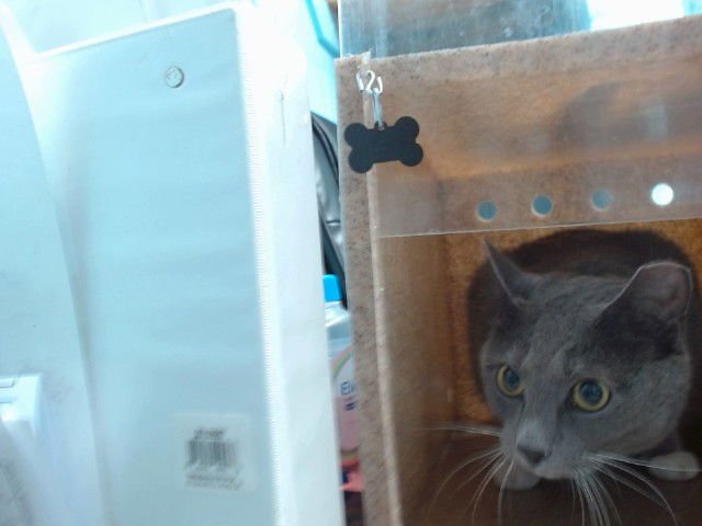 SHADOW - Domestic Short Hair available for adoption