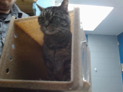 MRS. NORRIS - Domestic Short Hair available for adoption