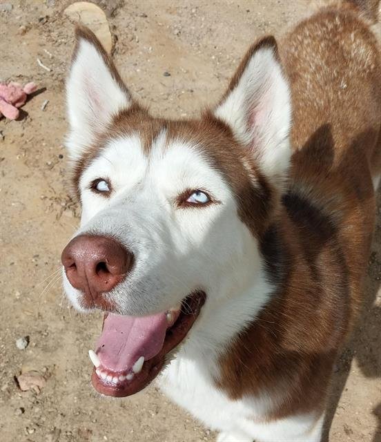 RED - Husky available for adoption