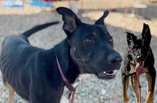 STARBURST - German Shepherd Dog available for adoption