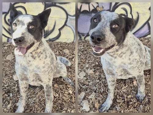 LION - Australian Kelpie available for adoption
