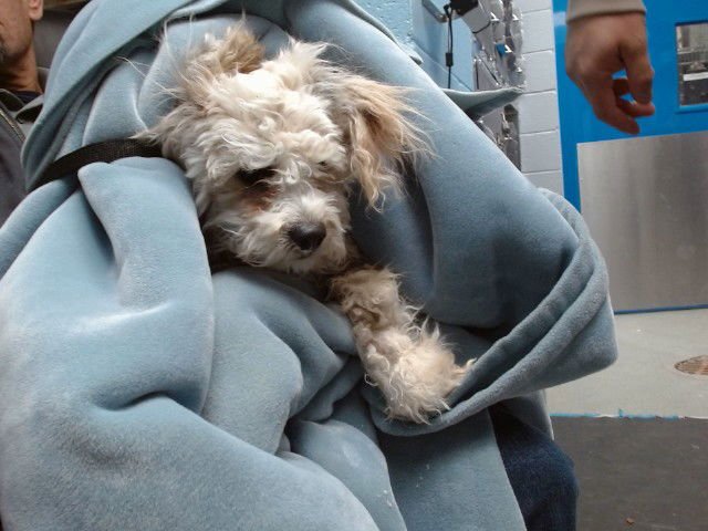 GUSHER - Poodle (Miniature) / Shih Tzu available for adoption