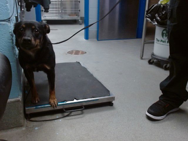 PETAL - Australian Kelpie available for adoption