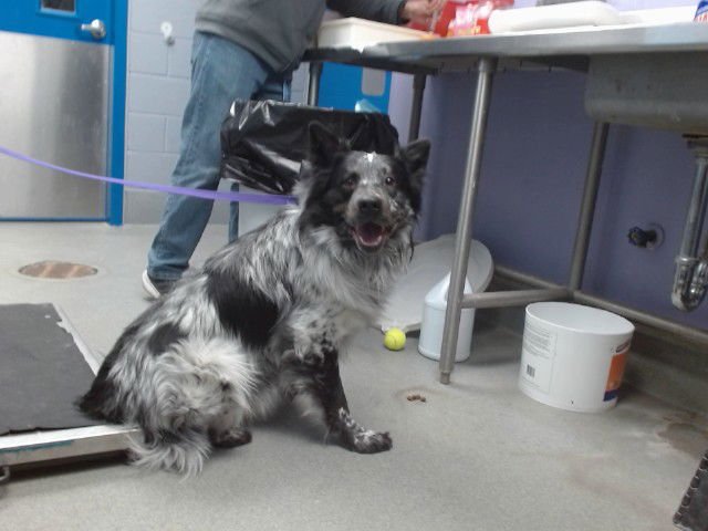 BUSTER - Queensland Heeler available for adoption