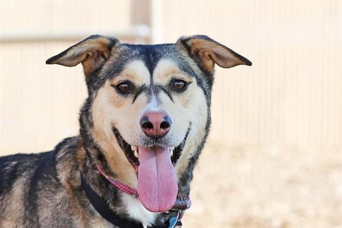 LILY - Siberian Husky available for adoption