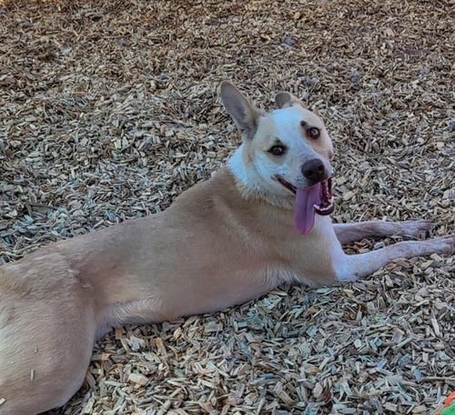 NUKE - Australian Cattle Dog/Blue Heeler / German Shepherd Dog available for adoption