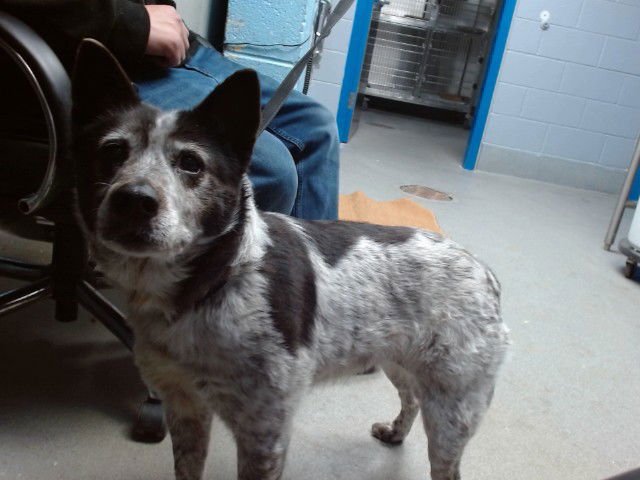 MOLLY - Australian Cattle Dog/Blue Heeler available for adoption