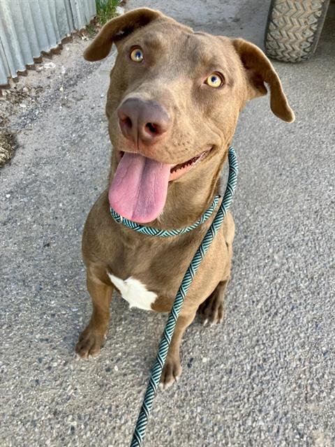 DAVID - American Pit Bull Terrier available for adoption