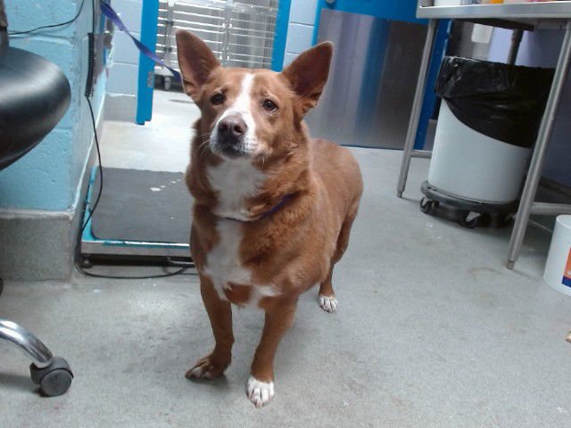 BEN - Pembroke Welsh Corgi available for adoption