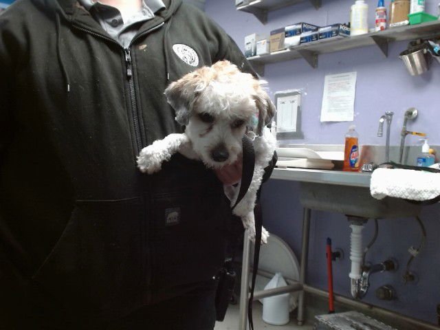 BRENDA - Poodle (Miniature) available for adoption