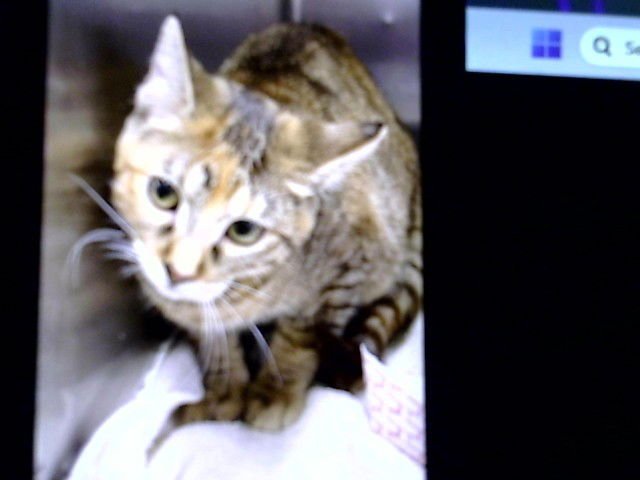 JERRY - Domestic Short Hair available for adoption