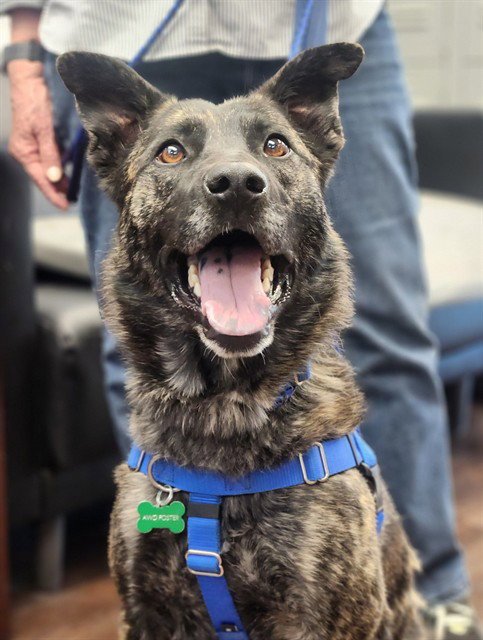 BOY - Dutch Shepherd available for adoption
