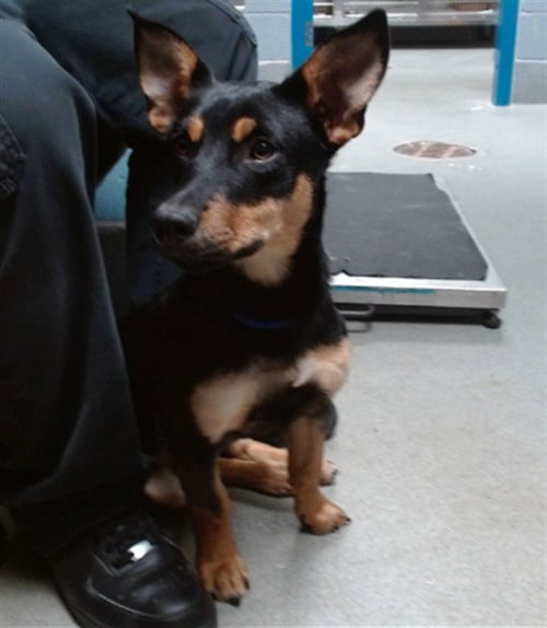 ROSE - Dachshund available for adoption