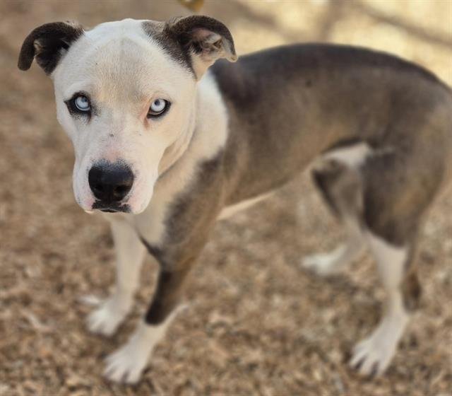 MARY - American Pit Bull Terrier available for adoption