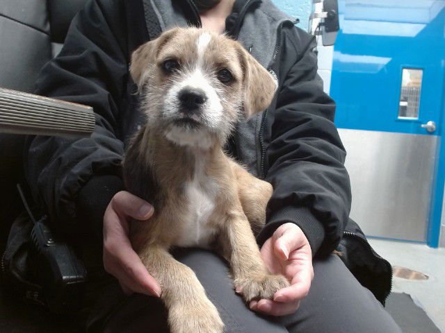 STORM - Boxer available for adoption