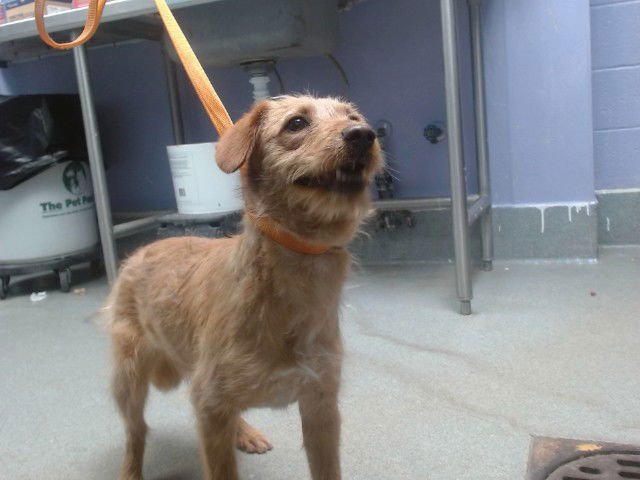 PERSIMMON - Glen of Imaal Terrier available for adoption