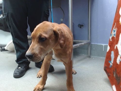 BRISTOL - English Coonhound available for adoption