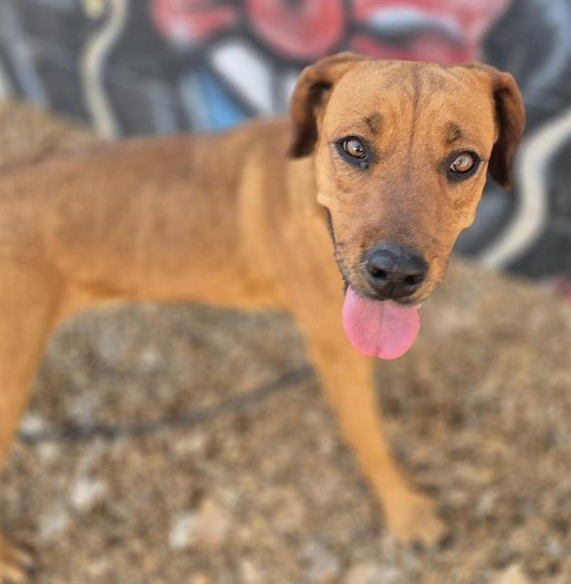 PIPPA - American Pit Bull Terrier available for adoption