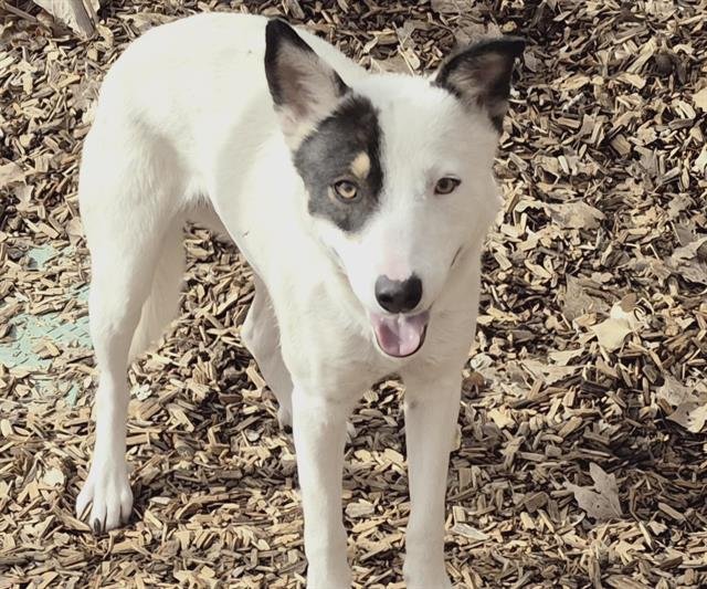FRANNY - Labrador Retriever available for adoption