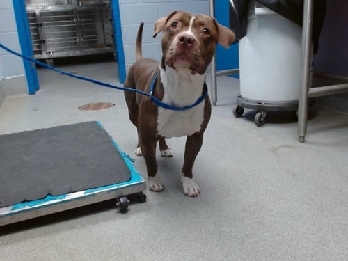 EL CHAPO - American Pit Bull Terrier available for adoption