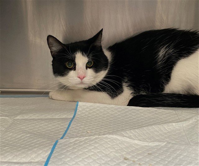 BUBBLES - Domestic Short Hair available for adoption