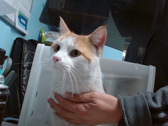 RODGER - Domestic Short Hair available for adoption