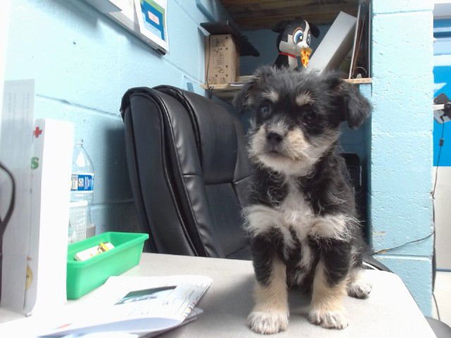 FONZE - Shih Tzu available for adoption