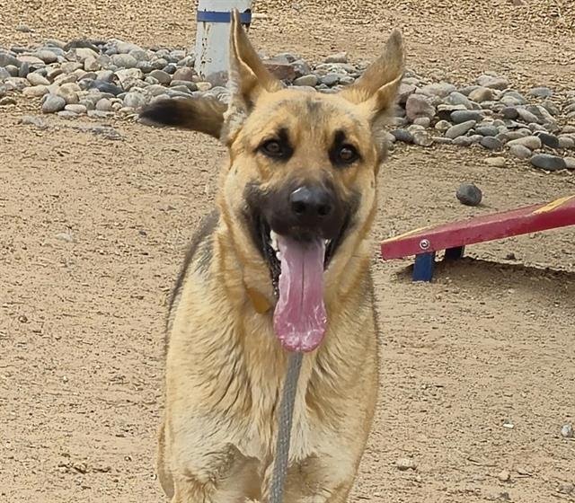 SANDRA - German Shepherd Dog available for adoption