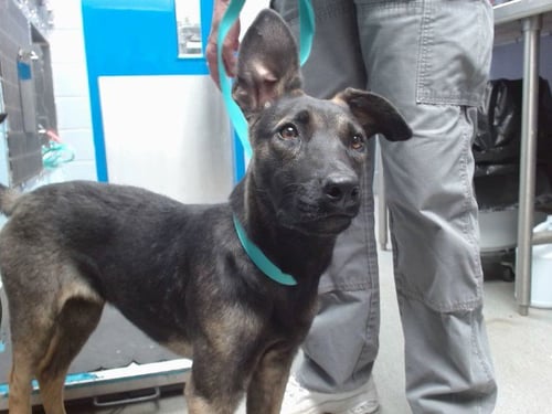 SILVIA - German Shepherd Dog / Doberman Pinscher available for adoption