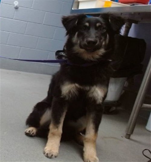 SWEETIE - Australian Shepherd available for adoption