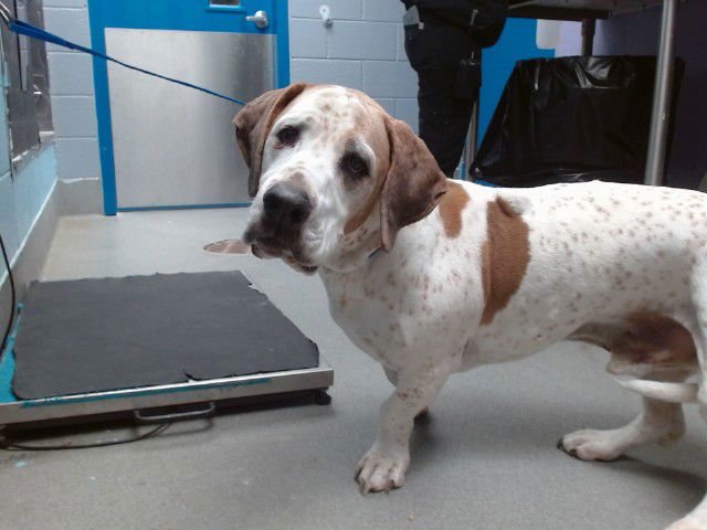GUS - Basset Hound available for adoption