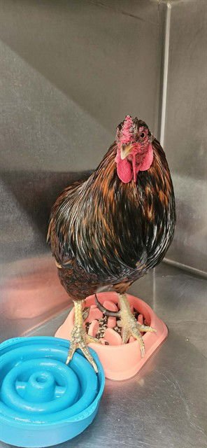 TOOTER - Chicken available for adoption