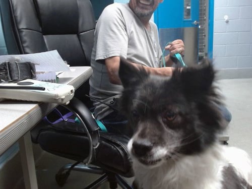 NINO - Pomeranian / Australian Shepherd available for adoption