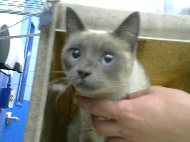 SKY - Domestic Short Hair available for adoption