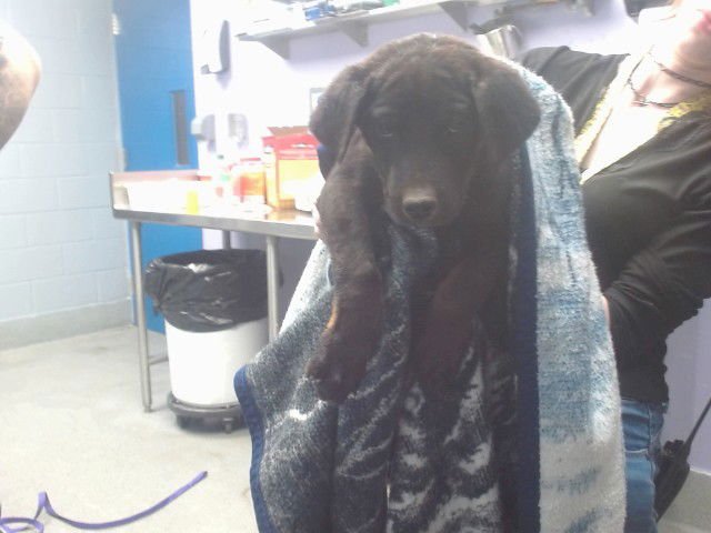 MAX - German Shepherd Dog available for adoption