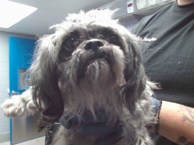 CHIQUITA - Poodle (Miniature) available for adoption