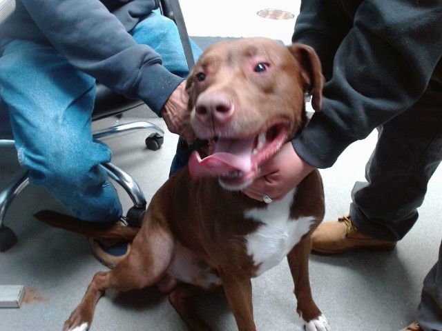 KING - Labrador Retriever available for adoption