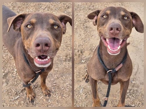 ENZO - Labrador Retriever available for adoption