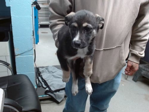 BECK - Collie available for adoption