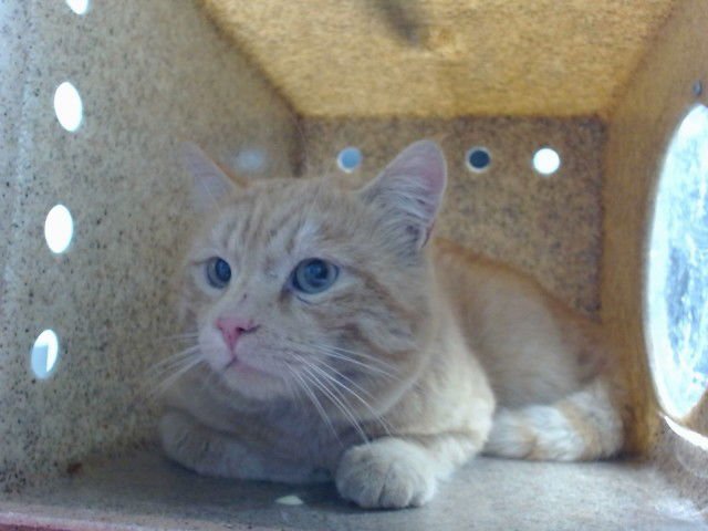 HENDRIX - Domestic Short Hair available for adoption