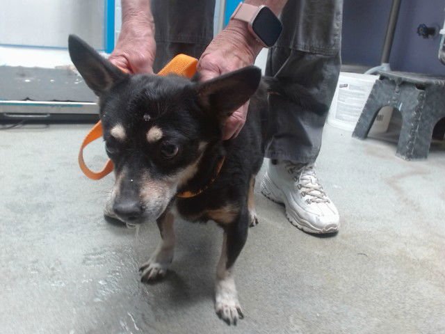 ANGUS - Chihuahua / Dachshund available for adoption