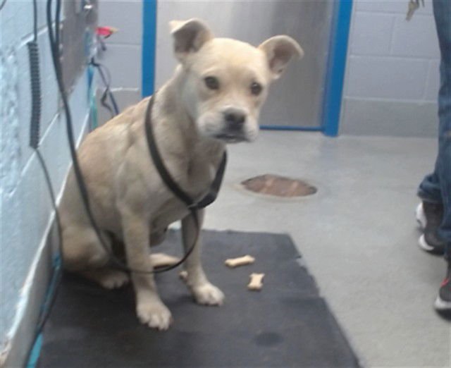 TWIGGY - American Pit Bull Terrier available for adoption