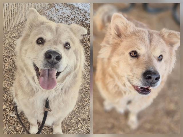 ARTEMIS - Husky / German Shepherd Dog available for adoption